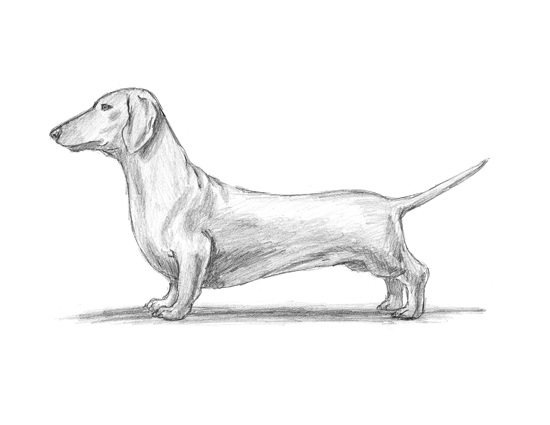 550x425 Dog (Dachshund) Animalstodraw