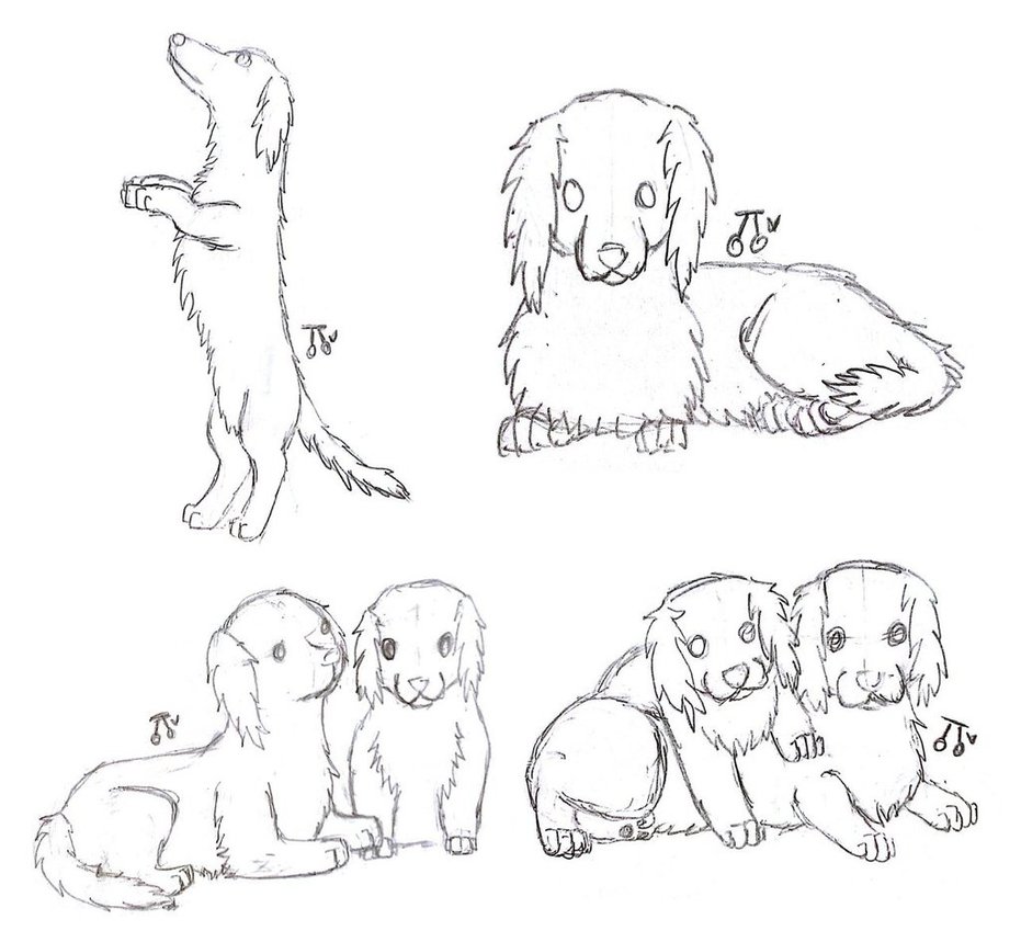 931x859 Miniature Long Haired Dachshunds! By Thefallencherry