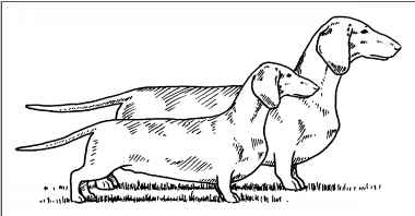 380x198 Mini Dachshund Pups