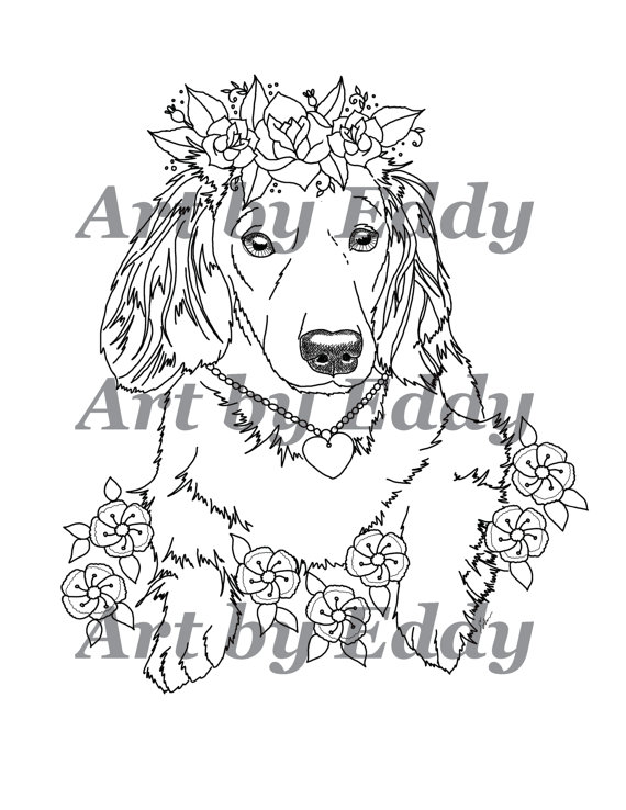 570x738 Art Of Dachshund Single Coloring Page Dachshunds