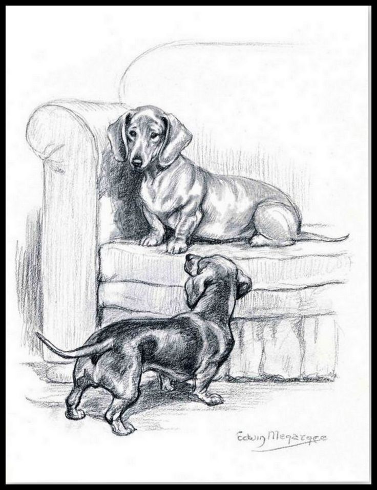 736x957 892 Best Teckels Images Images On Dachshund Dog