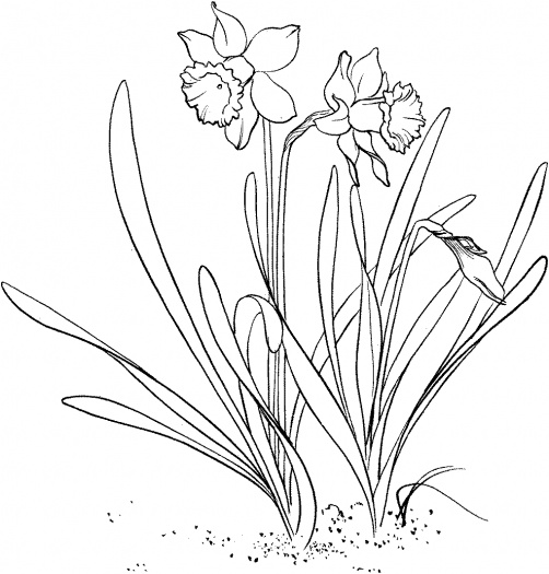 502x525 Daffodil Coloring Page To Use As An Embroidery Pattern