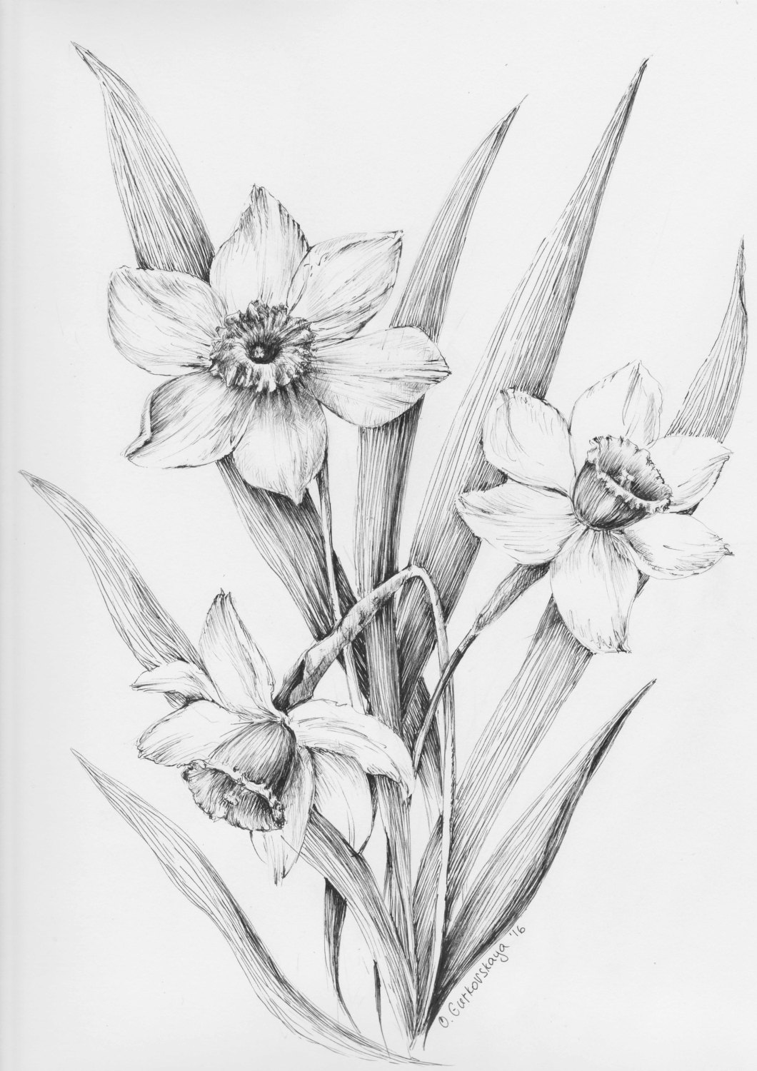 1060x1500 Daffodil Flower Art, Narcissus Drawing, Original Floral Sketch