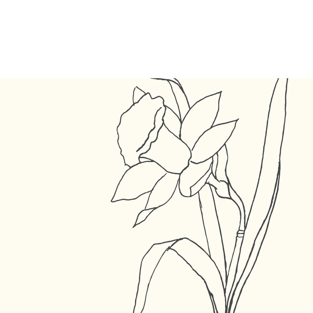 1080x1080 Delicate Daffodils To Wind Down The Day. Beautiful Illustration By