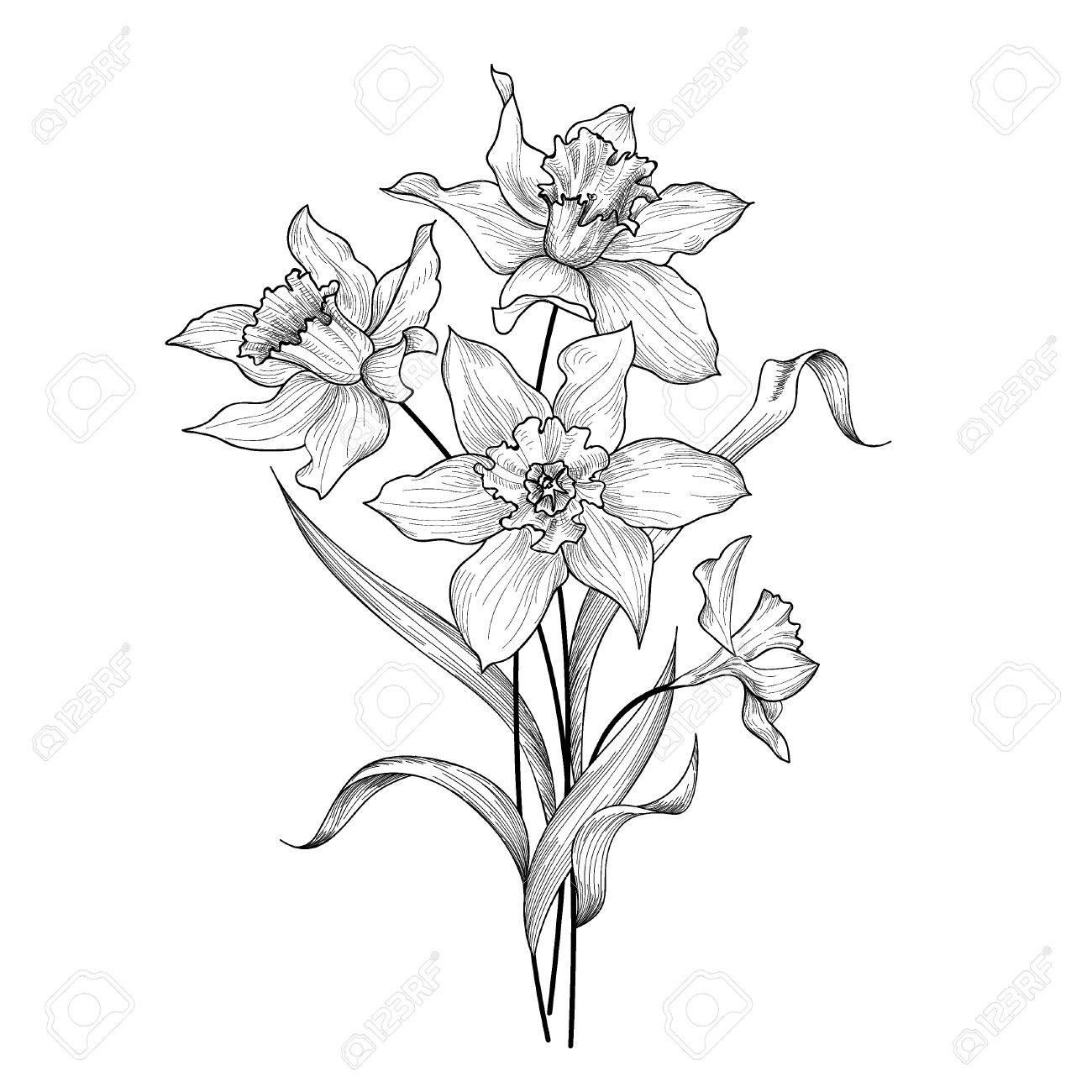 1300x1300 Floral Bouquet. Flower Daffodil Engraving Background. Floral