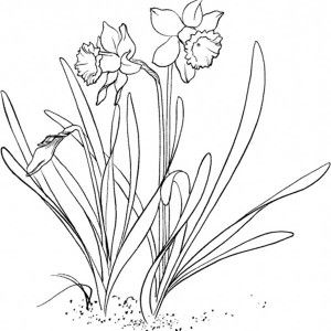 300x300 50 Best Tattoo Images On Daffodil Flower Tattoos