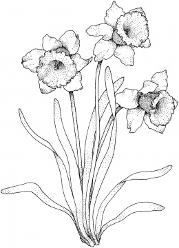 260x360 Flowers Coloring Pages Super Coloring