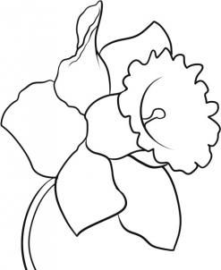 247x302 How To Draw A Daffodil, Step By Step, Flowers, Pop Culture, Free