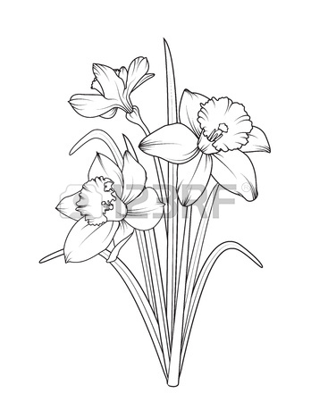 348x450 Narcissus Daffodil Spring Flowers Reusable Isolated Elements