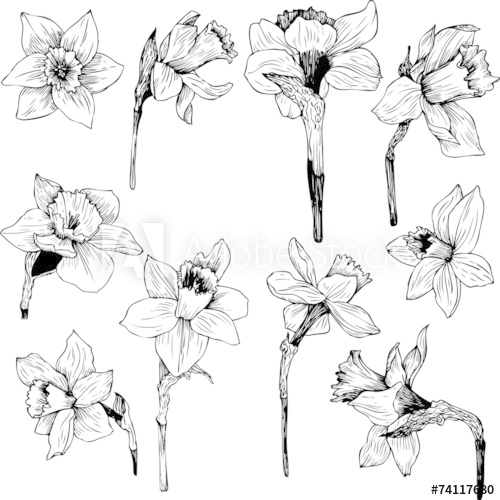 500x500 Set Of Line Drawing Narcissus Peace Garden Botanicals