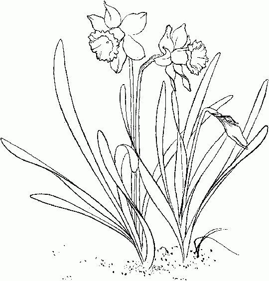 540x564 Daffodil Print Interactive Coloring Books Tattoosymbolism