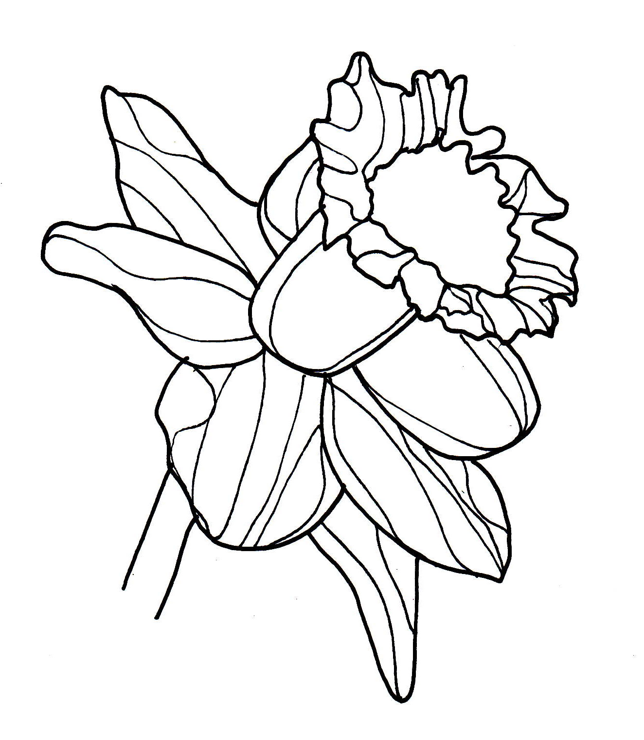 Daffodil Botanical Drawing at GetDrawings | Free download