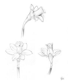 236x287 Botanical Sketches And Other Stories Daffodil Days