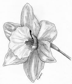 236x275 Botany Daffodils, Tattoo And Tatting