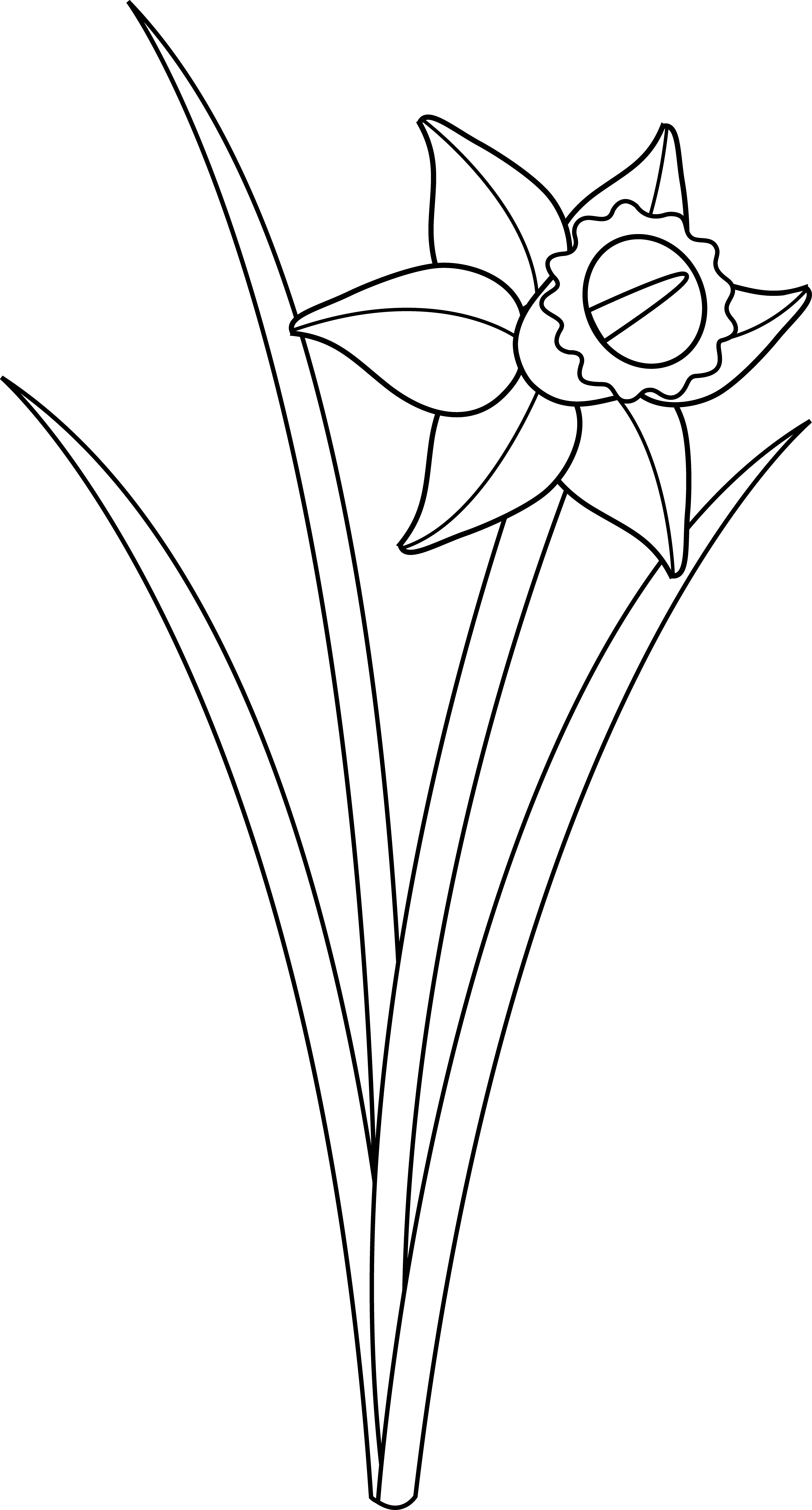 3894x7238 Daffodil Flower Line Art