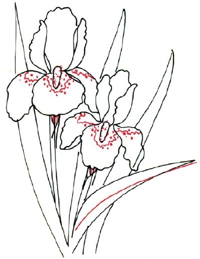 400x518 How To Draw An Iris In 5 Steps Iris, Outlines And Flower
