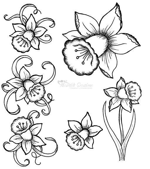 511x575 Welsh Daffodil Outline