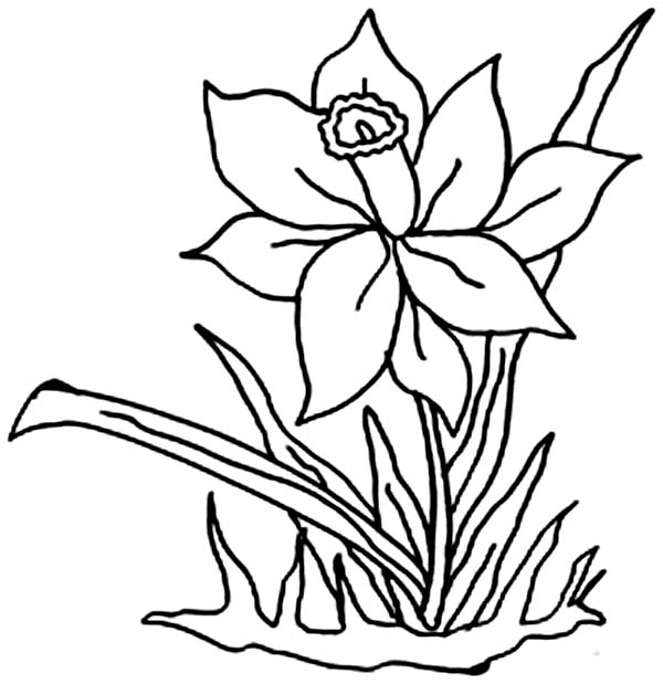 600x619 Daffodil Flower In The Garden Coloring Page