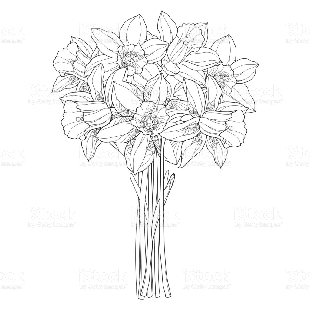 1024x1024 Drawn Daffodil Black And White