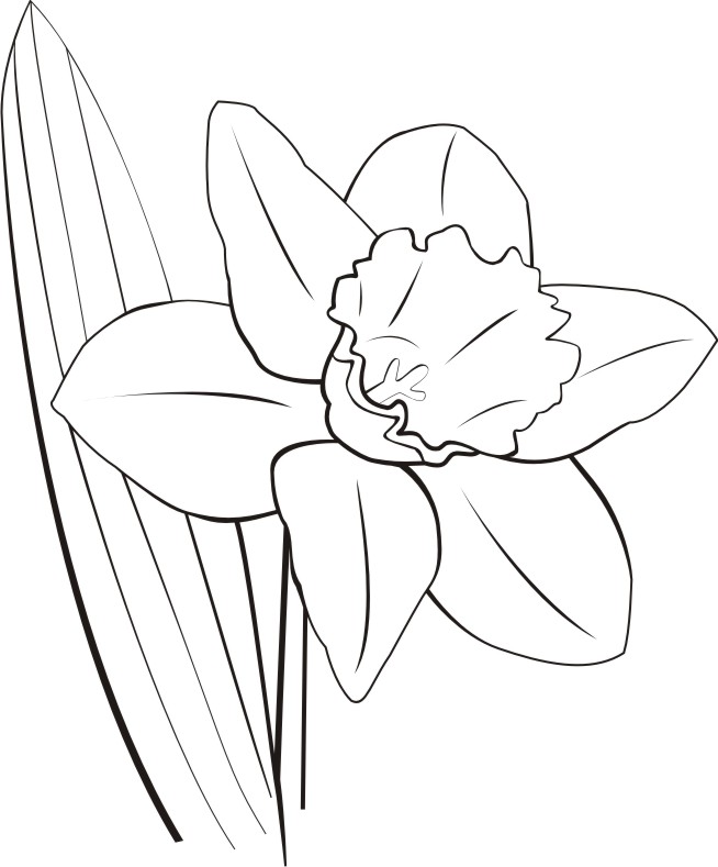 654x789 59 Daffodil Flower Clipart Clipart Fans
