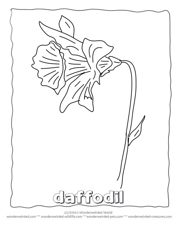 612x792 Flower Coloring Sheets Daffodils @ Wonderweirded