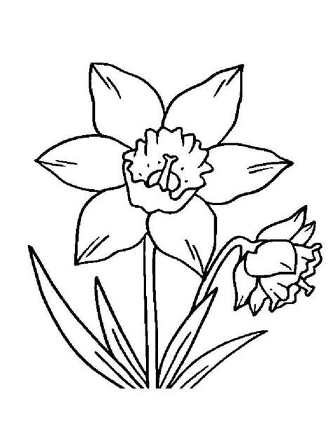 474x632 Flowers Coloring Pages Daffodils Free