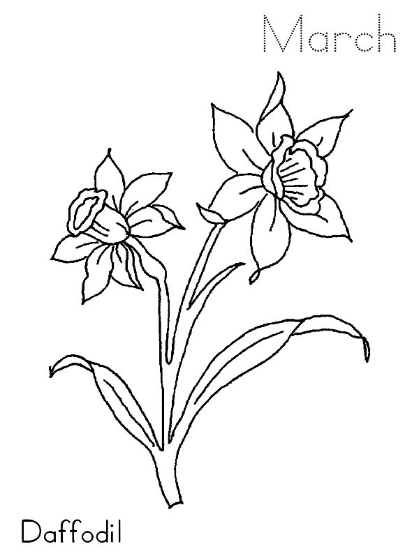 600x800 March Daffodil Flower Coloring Page