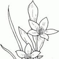 200x200 Narcissus Flower Drawing