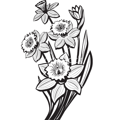 380x400 Sketch Of Narcissus Flowers Vector Botanical