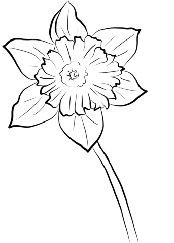 343x480 Yellow Daffodil Coloring Page Free Printable Coloring Pages