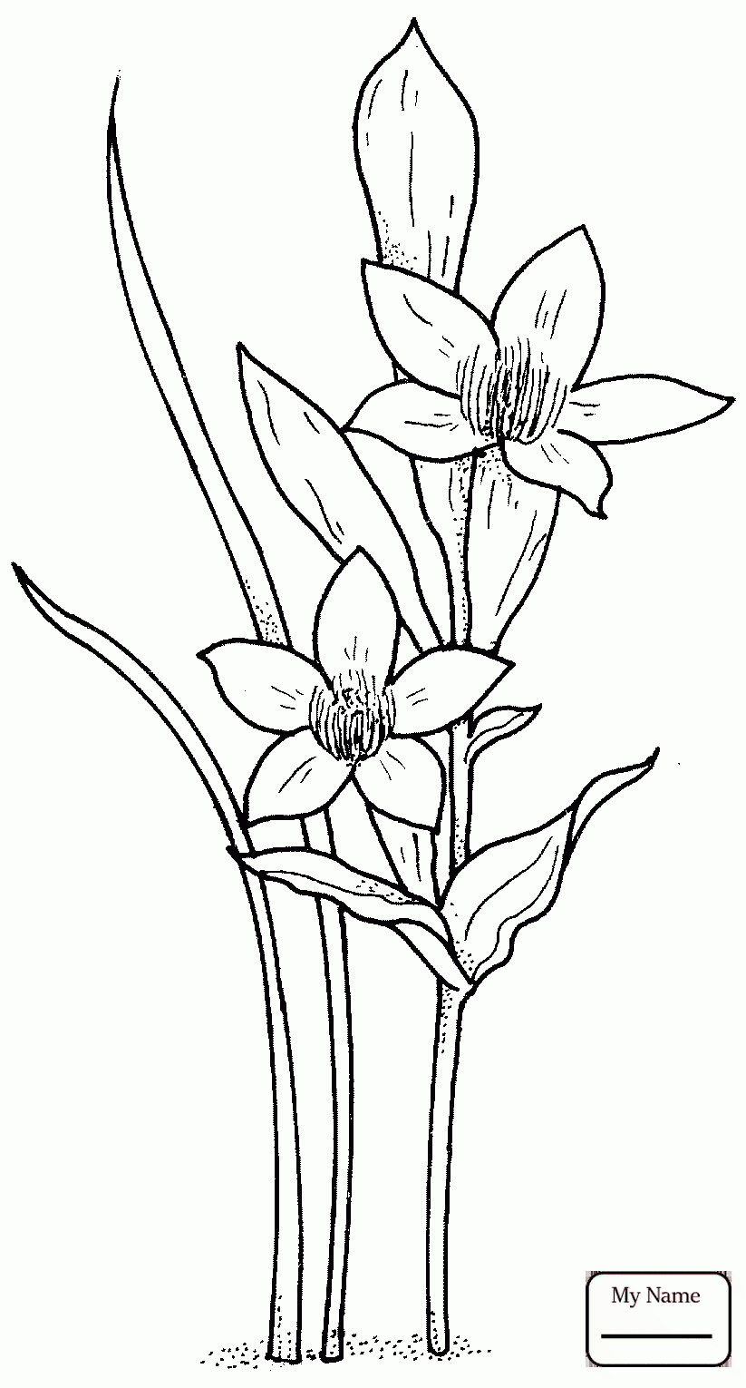 823x1530 Coloring Pages Daffodils Flowers
