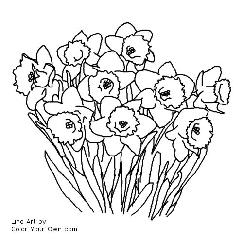 500x500 Daffodil Spring Flower Coloring Page