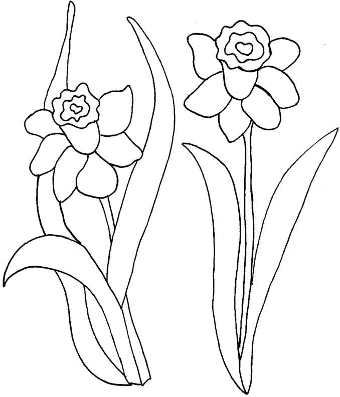 678x792 Drawn Daffodil Outline