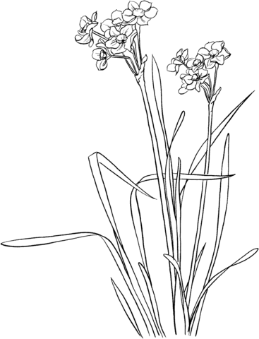 367x480 Narcissus Tazetta Coloring Page Free Printable Coloring Pages