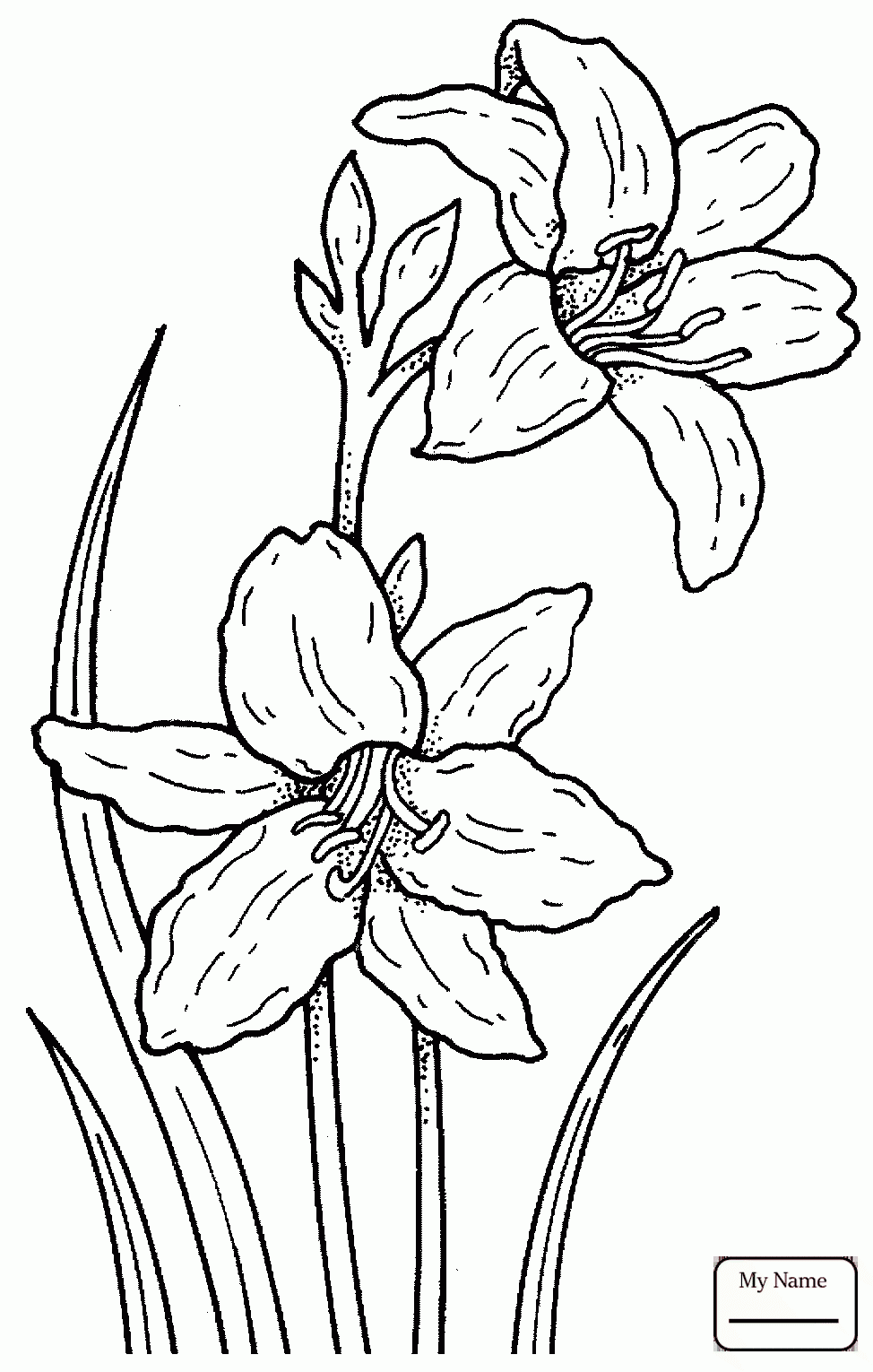 Daffodil Line Drawing at GetDrawings | Free download