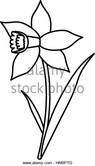 308x540 Daffodil Black And White Stock Photos Amp Images