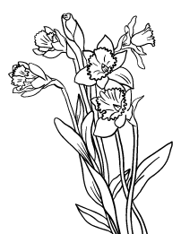 202x261 Daffodil Coloring Page Prv Daffodils