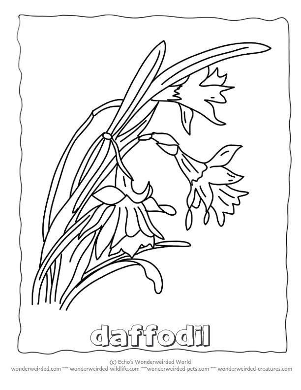 612x792 Drawn Daffodil Echo And Narcissus