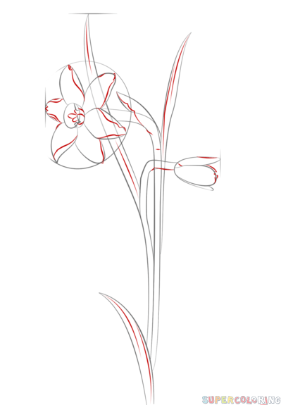 399x575 Drawn Daffodil Plant Flower