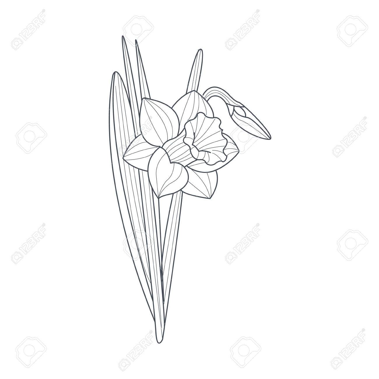 1300x1300 Narcissus Flower Monochrome Drawing For Coloring Book Hand Drawn