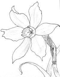 200x255 The Painting Of Daffodils Drawn In Pencil Arts.