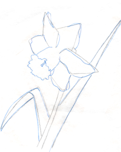 400x503 Tutorial How To Draw A Daffodil