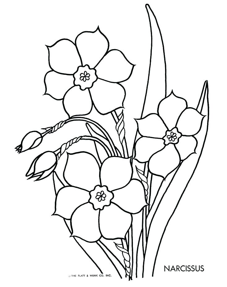 733x929 Daffodil Coloring Page