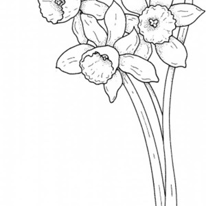 300x300 Flower Of Daffodil Coloring Pages. Flower Coloring Sheets