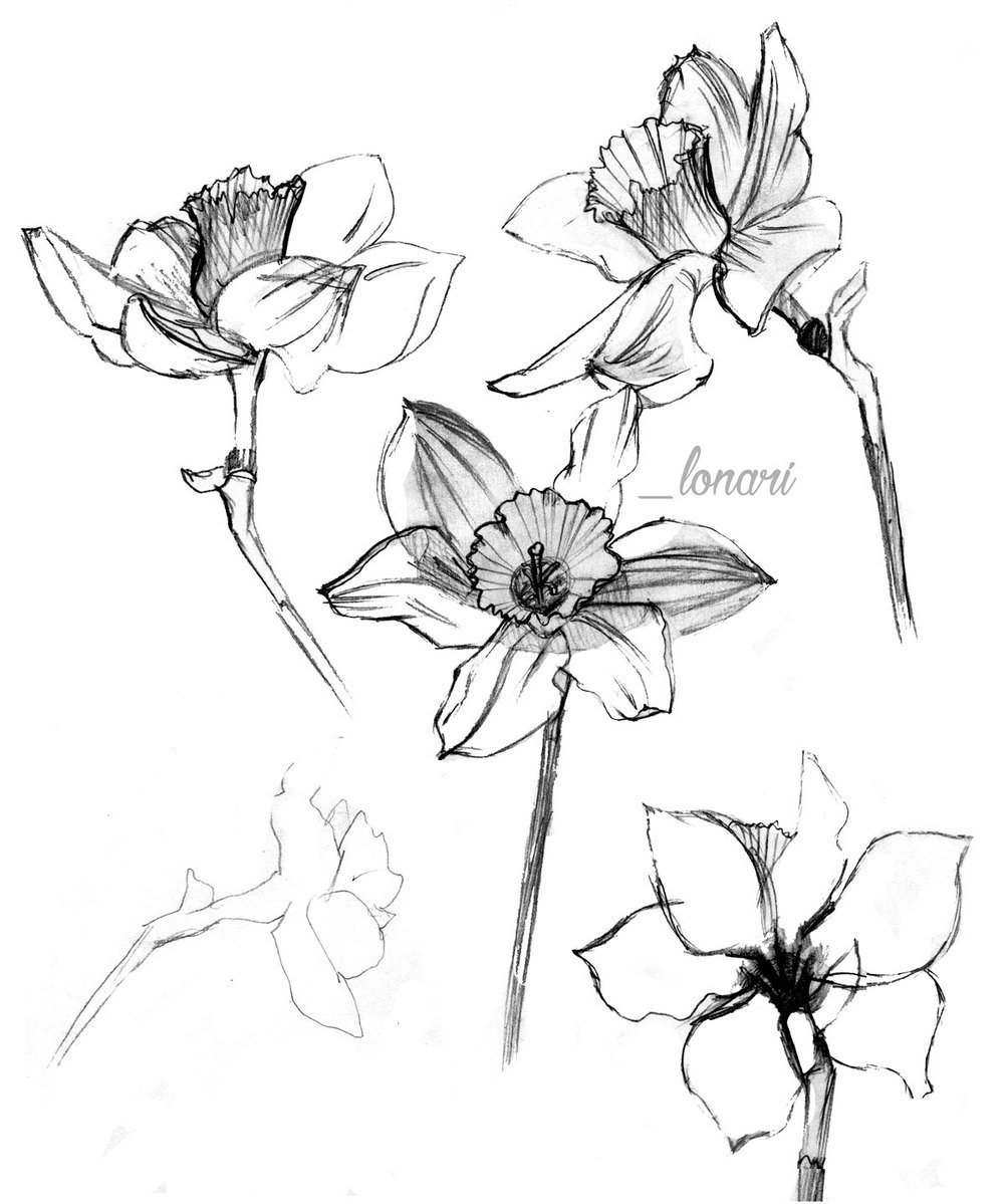 Daffodil Pencil Drawing at GetDrawings | Free download