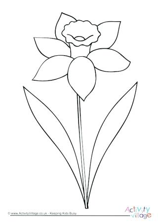 320x452 Daffodil Coloring Page Pencil Of Daffodils Coloring Pages Free