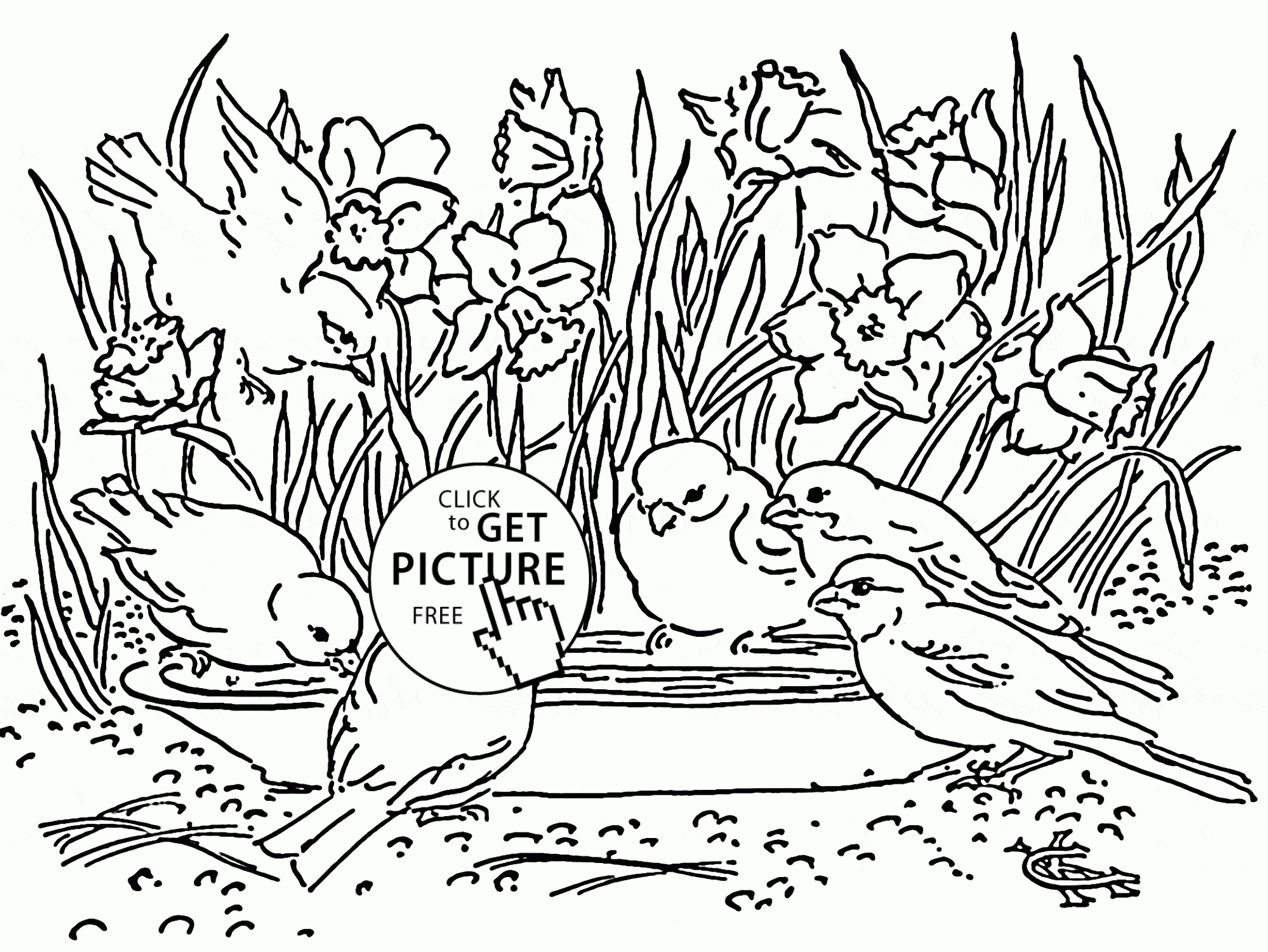 2080x1562 Daffodils And Little Birds Coloring Page For Kids, Seasons