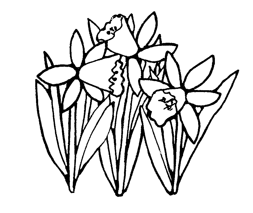 969x817 Drawn Daffodil Black And White