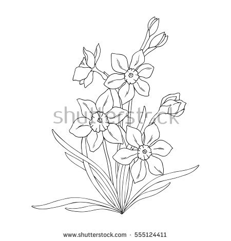 450x470 Drawn Daffodil Narcissus Flower