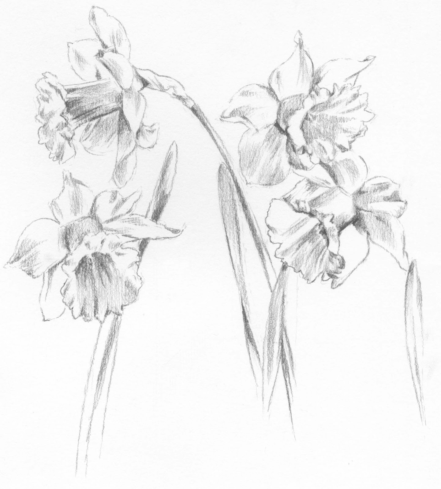 1441x1600 Laura Mysak The Blog Sketchpad Daffodils